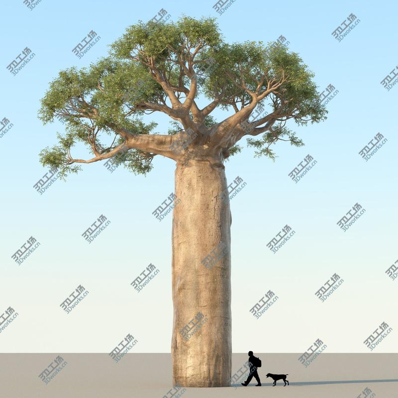 images/goods_img/2021040161/Baobab Tree 01/1.jpg